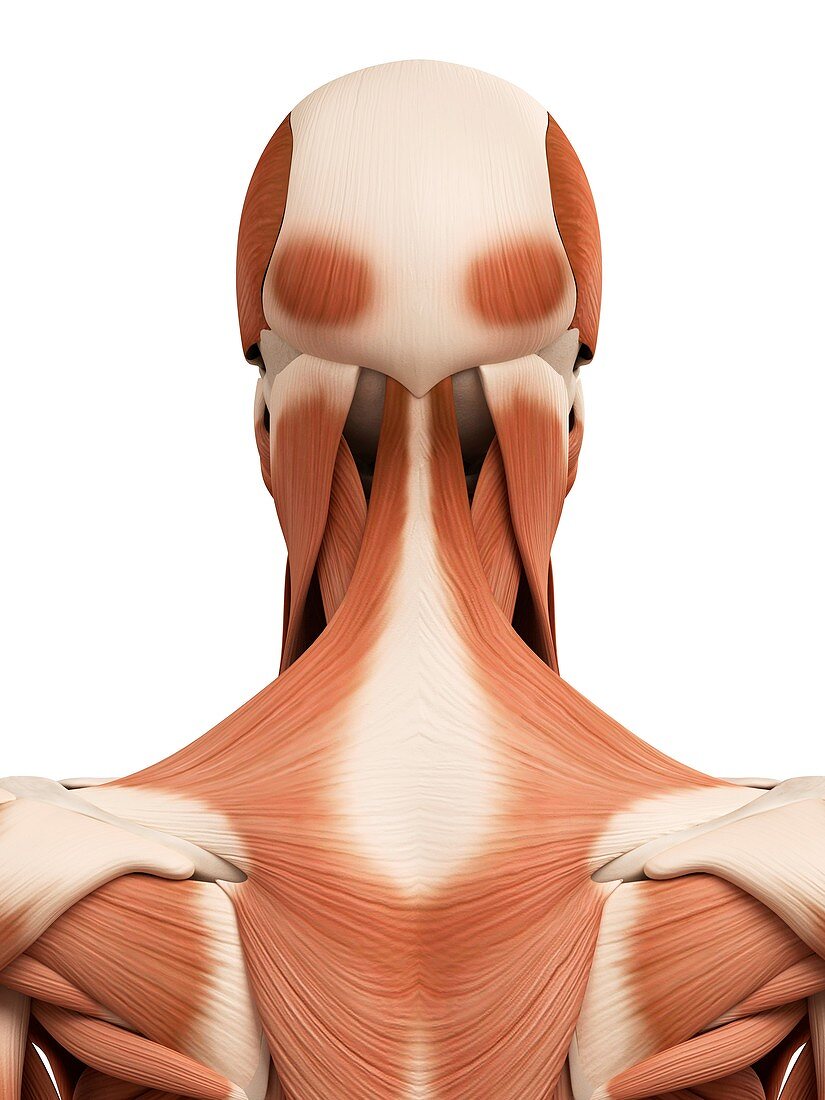 Human head and neck muscles,illustration