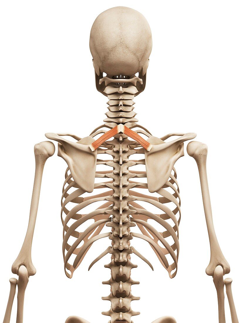 Human back muscles,illustration