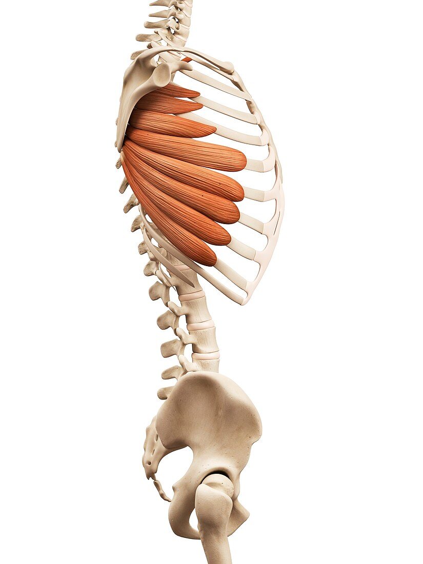 Human muscles,illustration