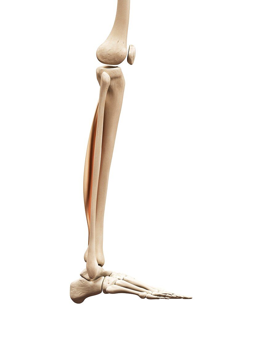 Lower leg muscles,illustration