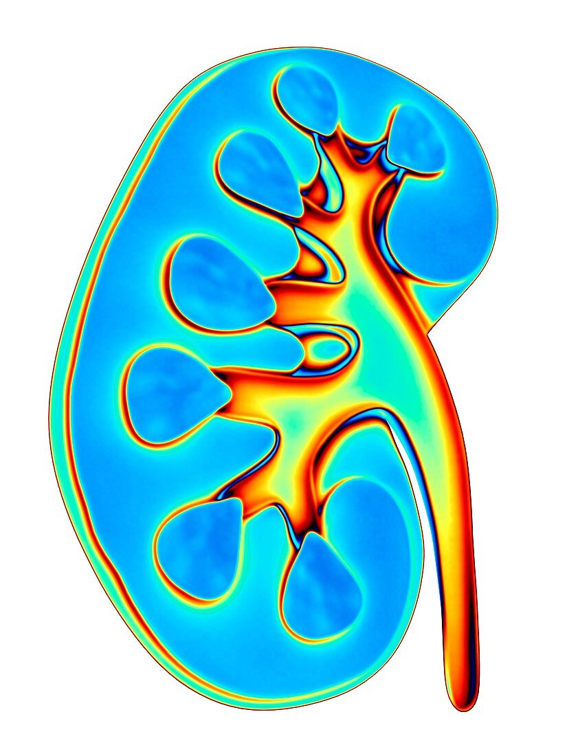 Human kidney,cut-away computer artwork
