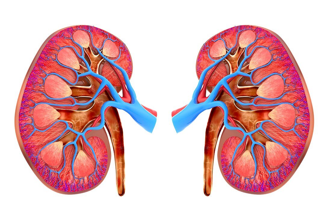 Human kidneys,artwork