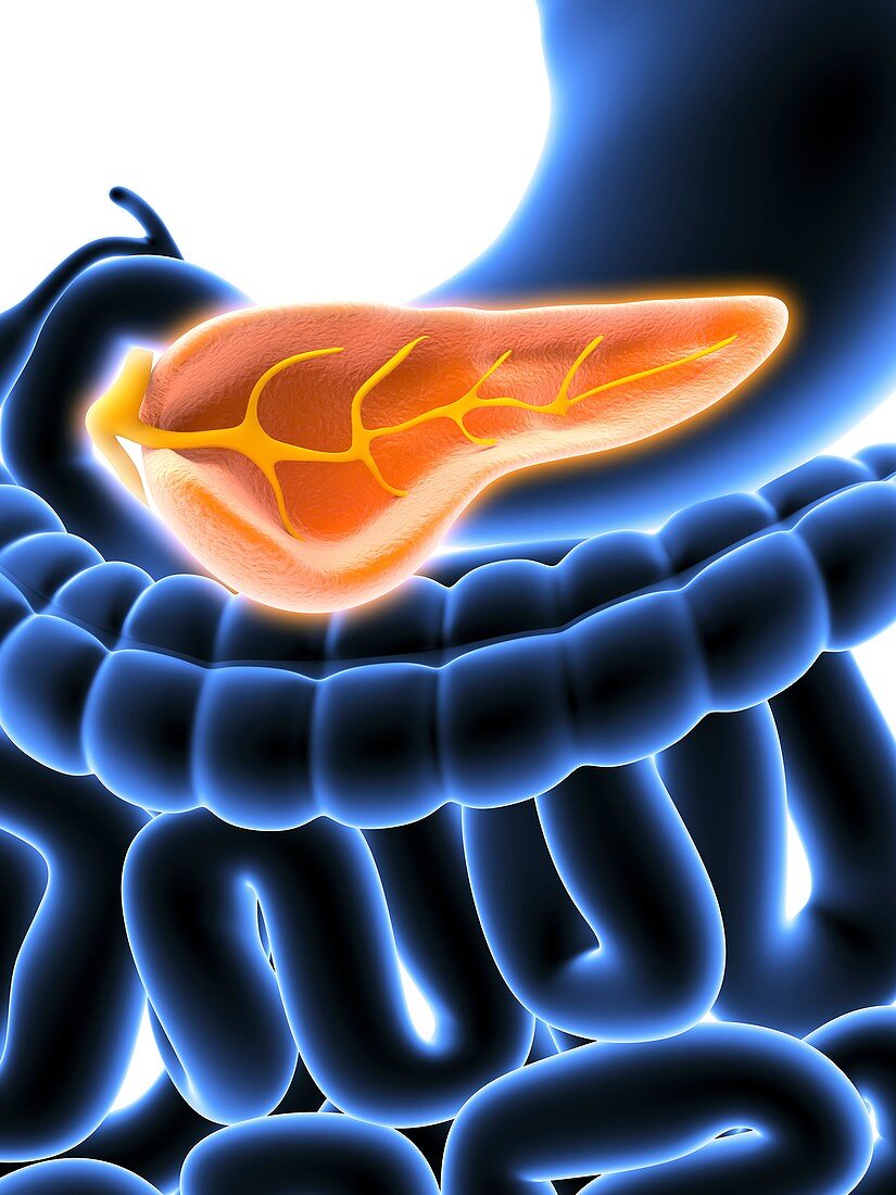 Cross section of pancreas,artwork