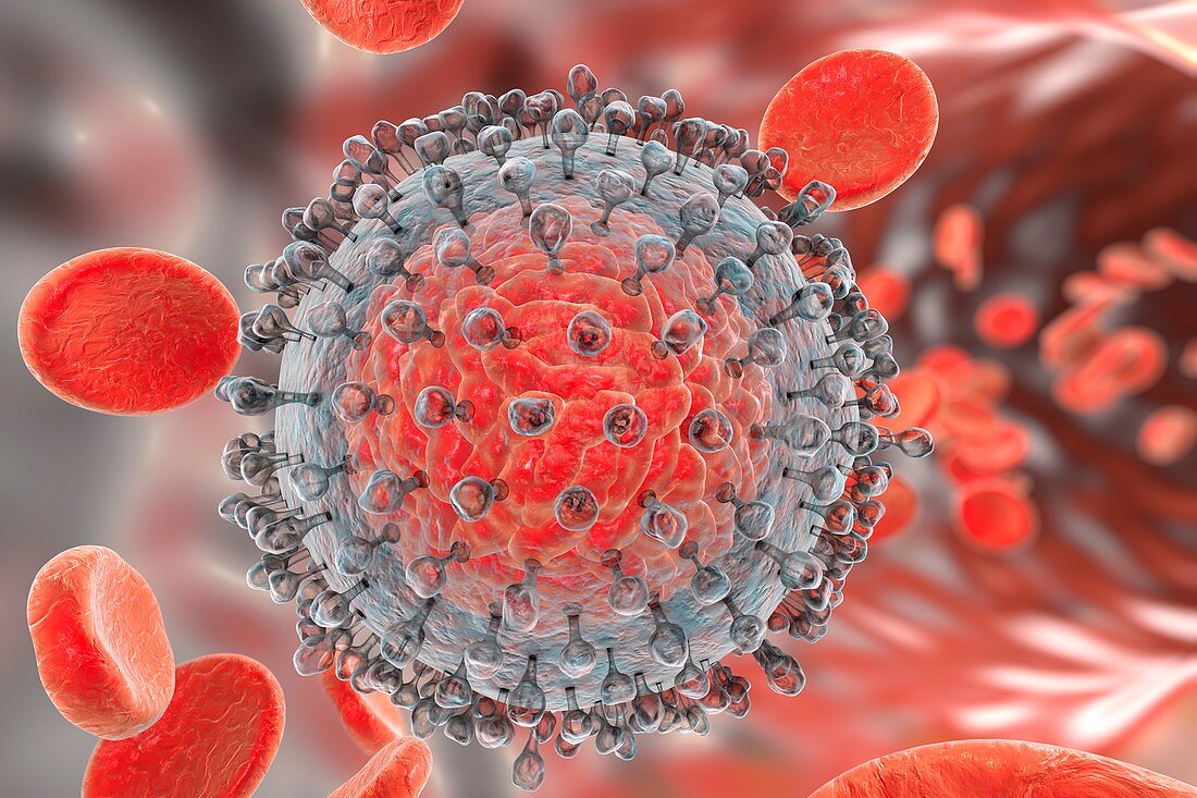 Hepatitis C virus,illustration
