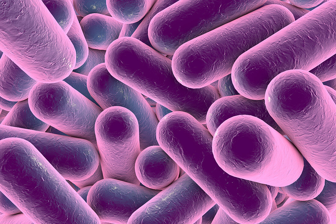 Rod-shaped bacteria,illustration