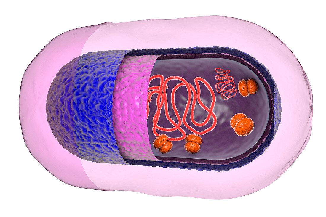 Structure of bacteria cell,illustration