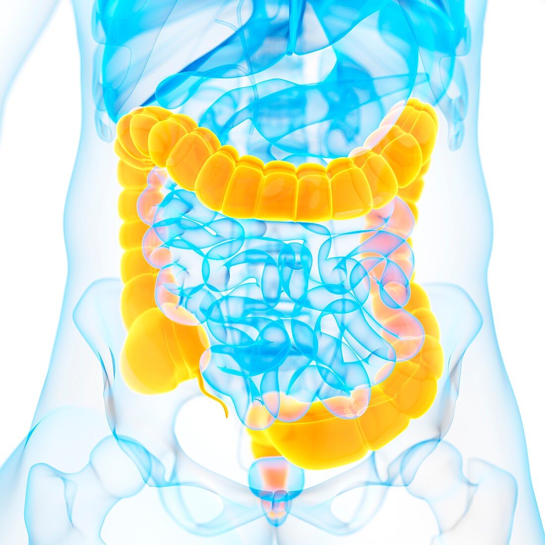 Large intestine,illustration