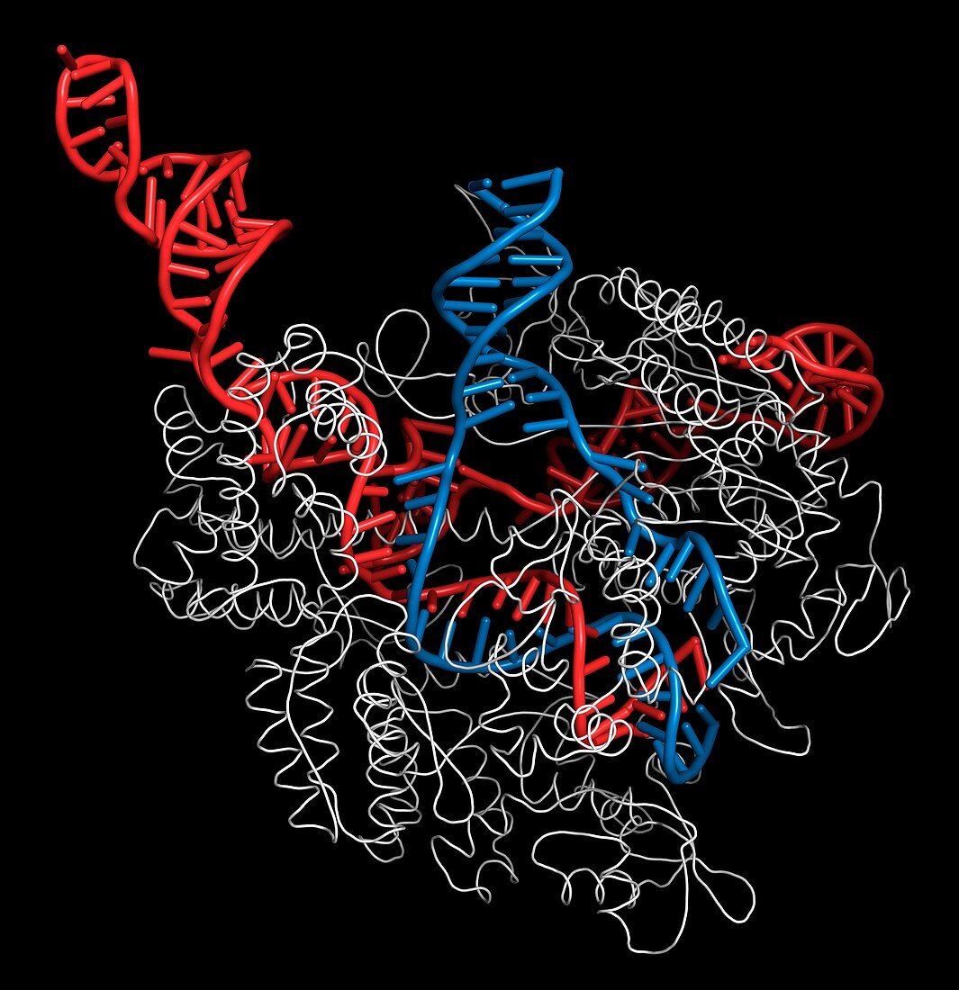 CRISPR-CAS9 gene editing complex