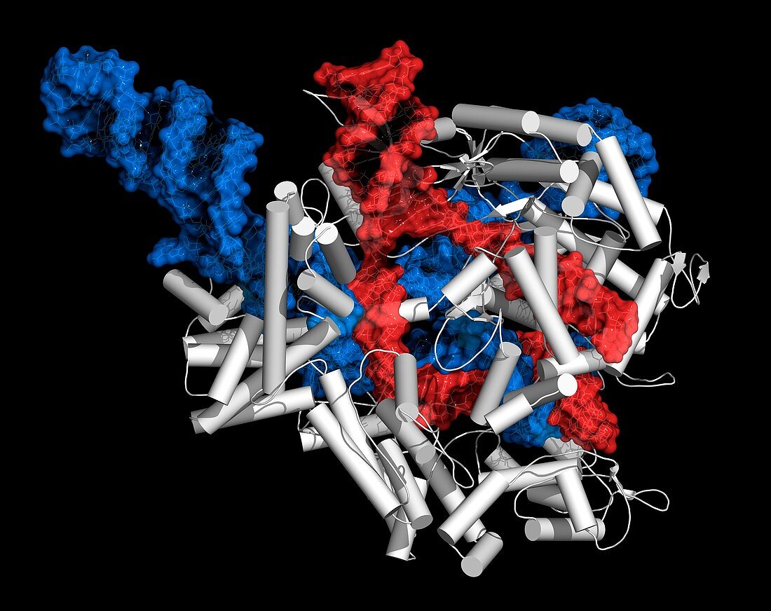 CRISPR-CAS9 gene editing complex