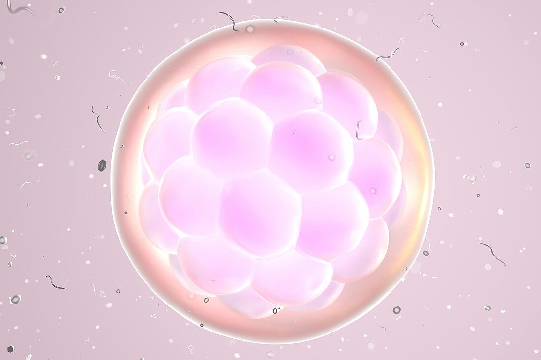 Human embryo,illustration