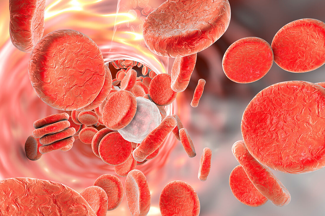 Red and white blood cells,illustration