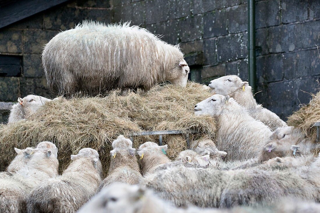 Sheep feeding on hay in winter
