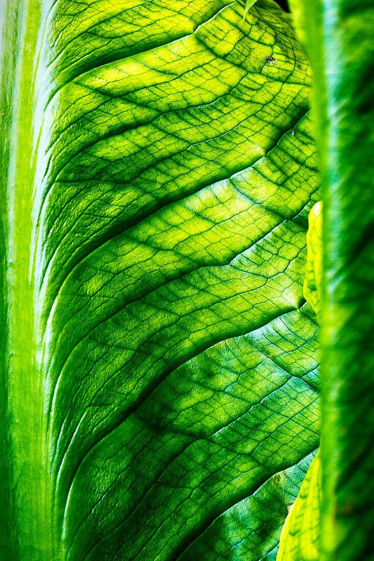 Chard Leaf Detail