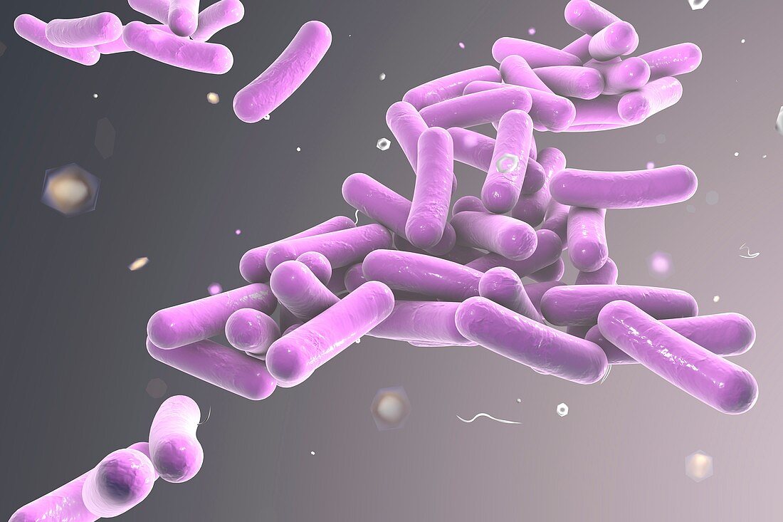 Rod-shaped bacteria,illustration