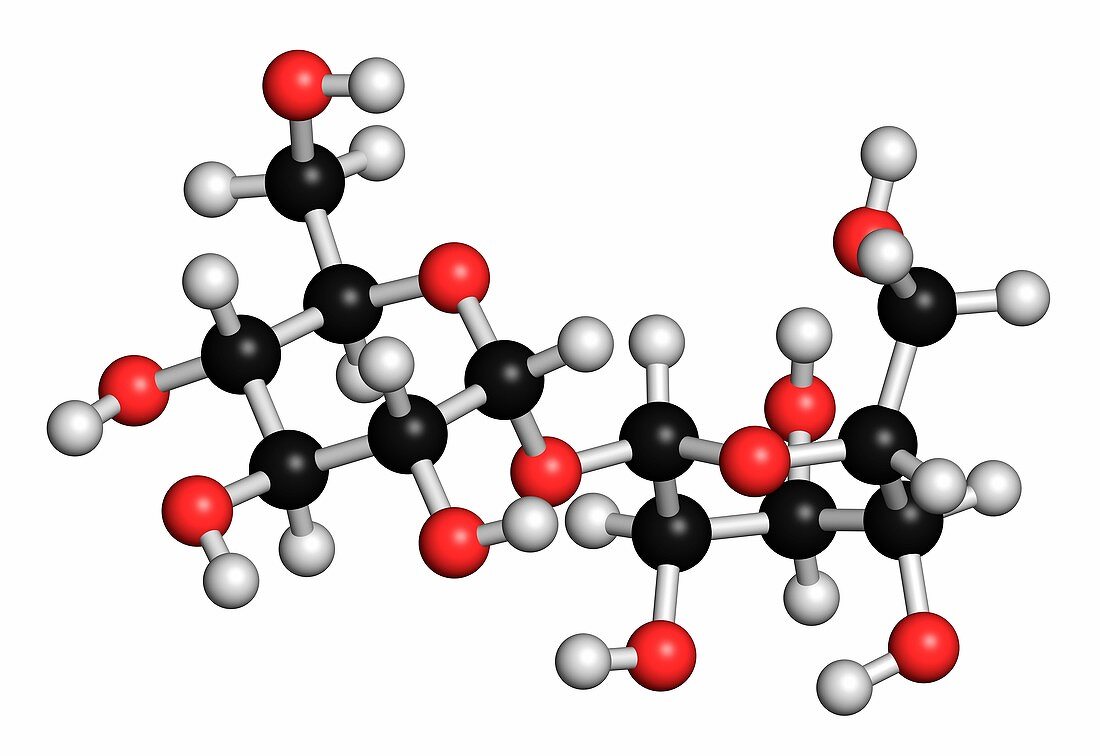 Trehalose sugar molecule