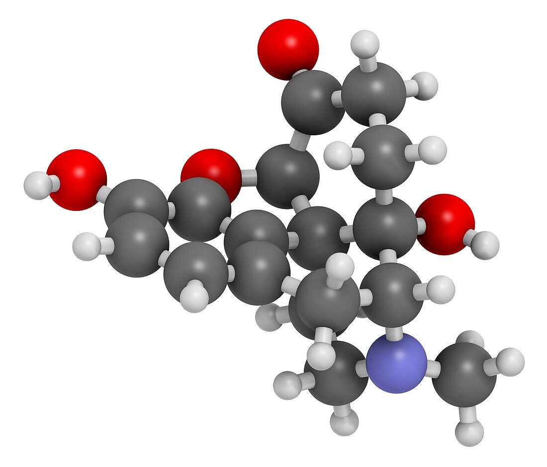 Oxymorphone opioid analgesic drug