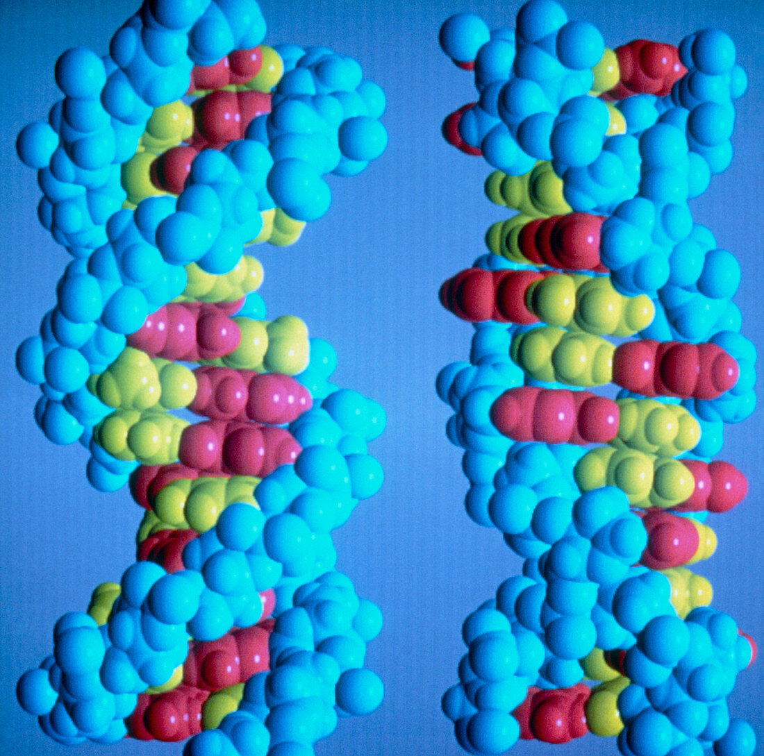 B and Z forms of DNA