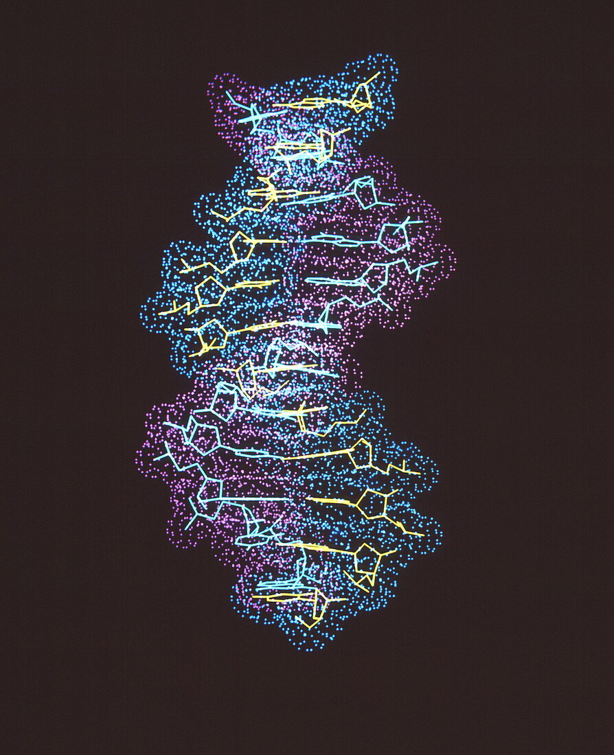 DNA