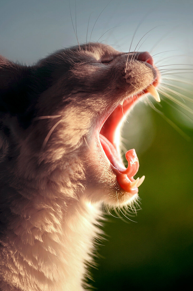 Cat yawning,close up