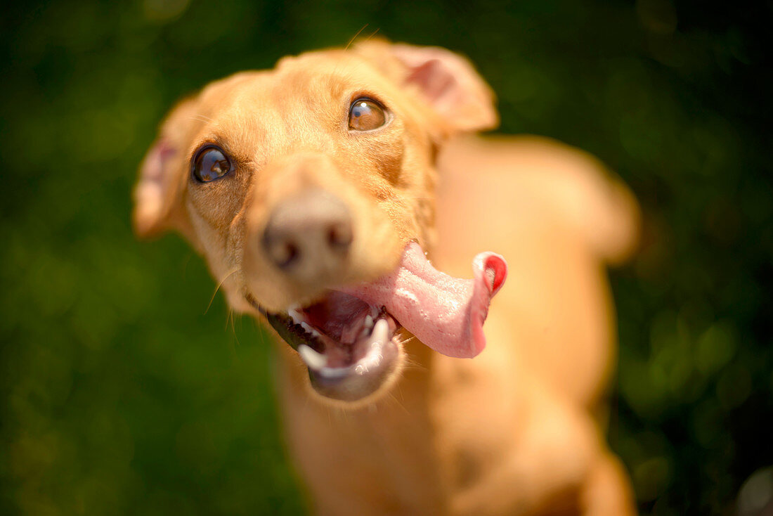 Portrait of dog