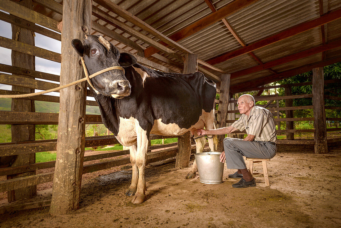 Man milking a cow in a barn