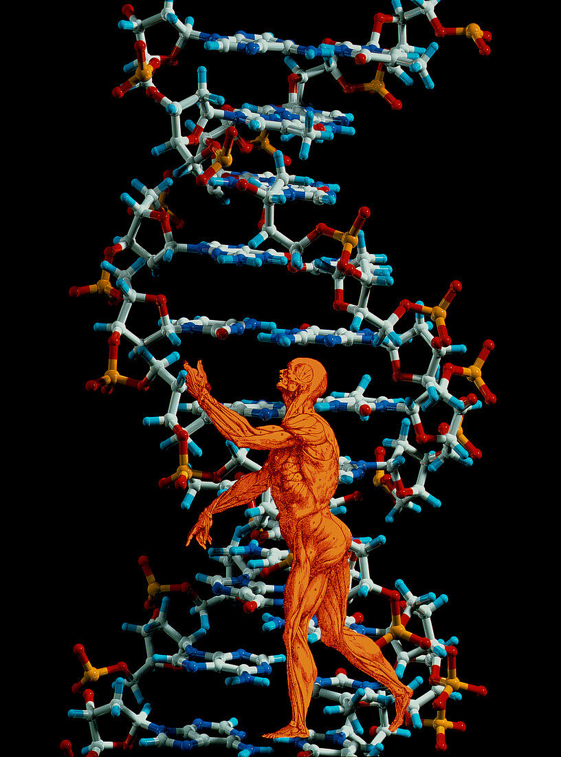 DNA and human body