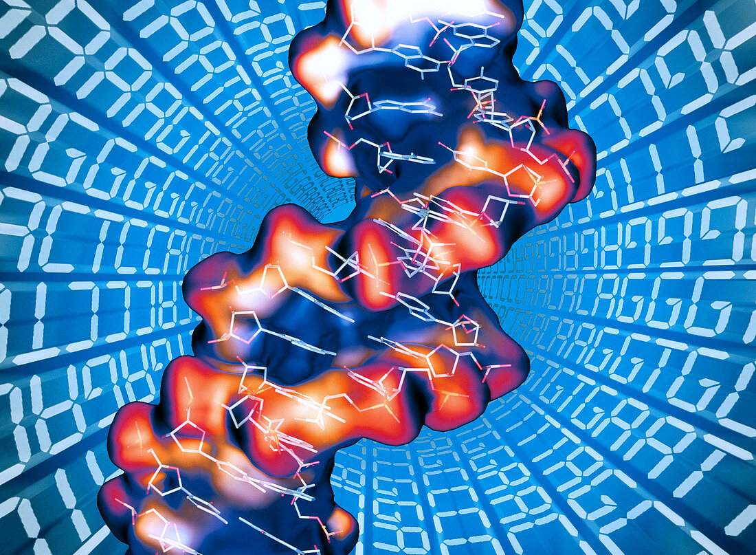 DNA molecule