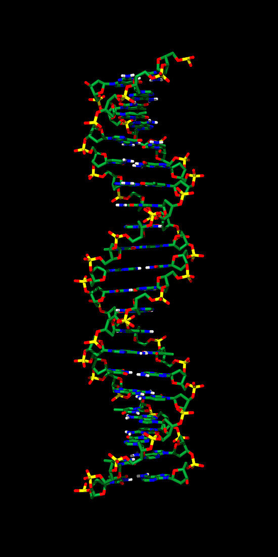 Beta DNA molecule