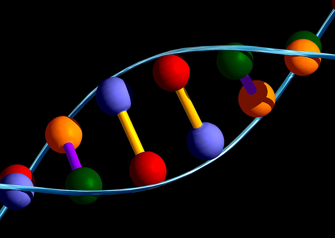 Computer representation of DNA with base pairs
