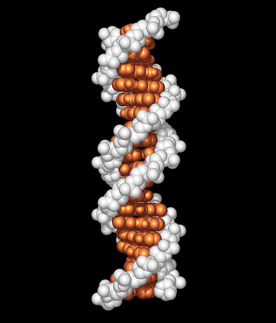 Beta DNA molecule