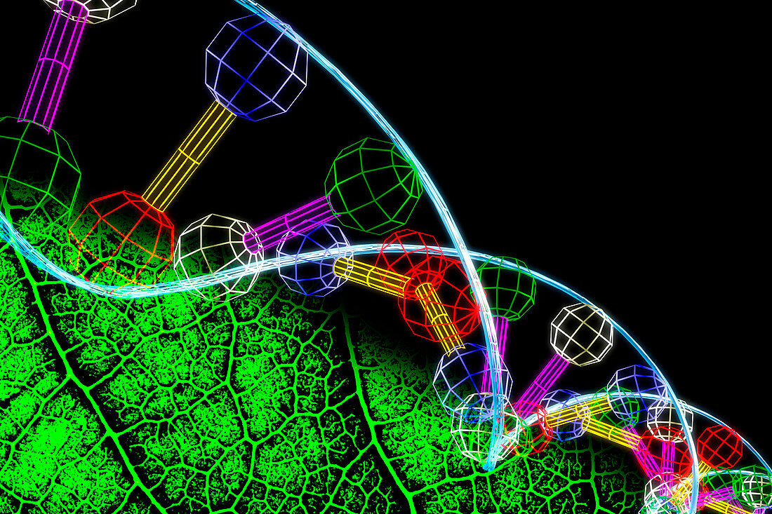 Artwork of DNA with base pairs on a plant leaf