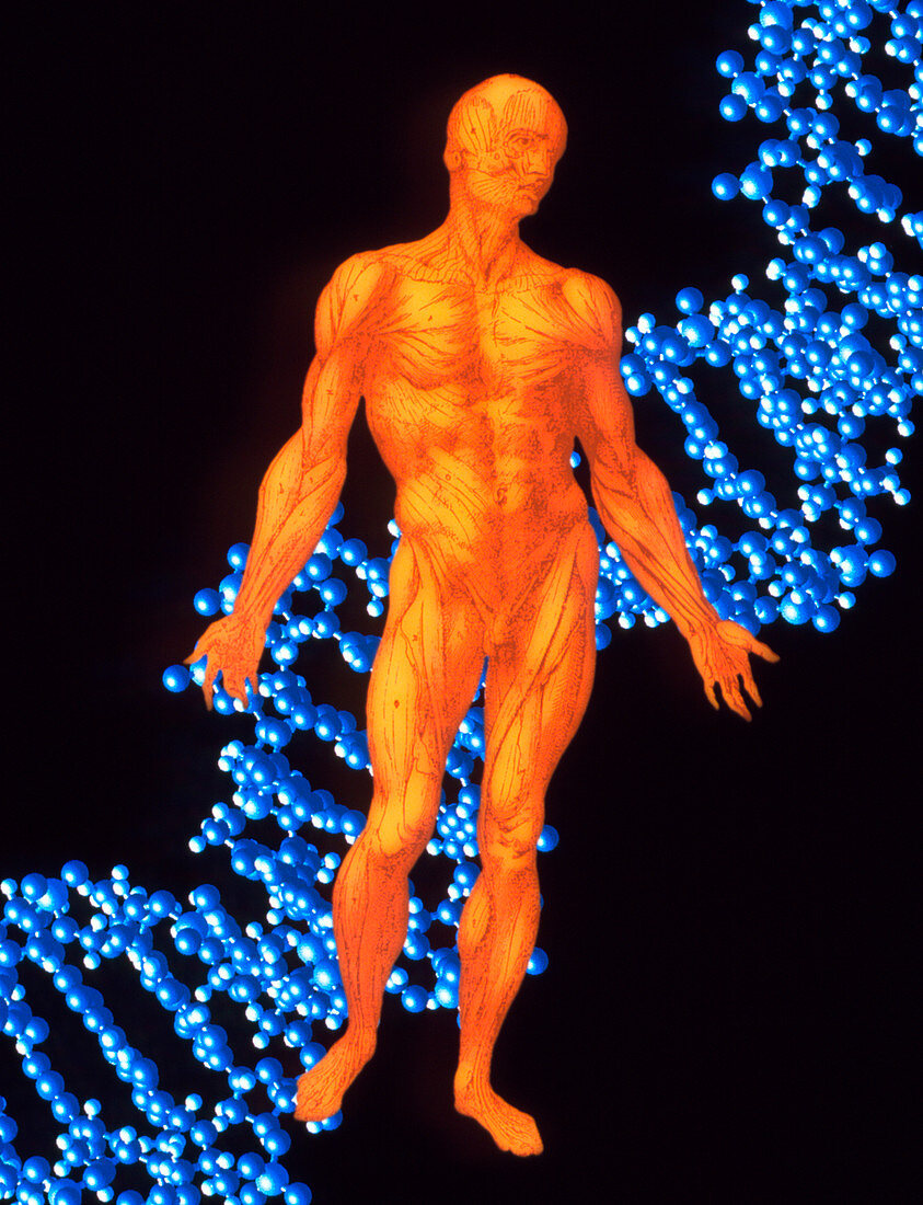 Computer graphic of a human DNA molecule