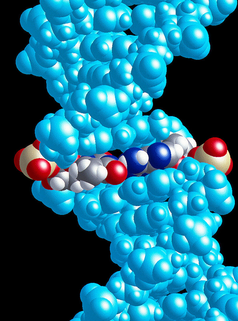 Molecular model of DNA with A-T pair highlighted