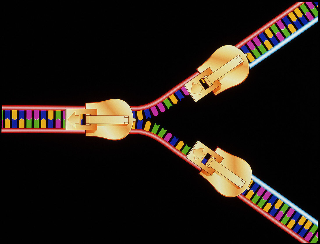 Artwork of DNA replication