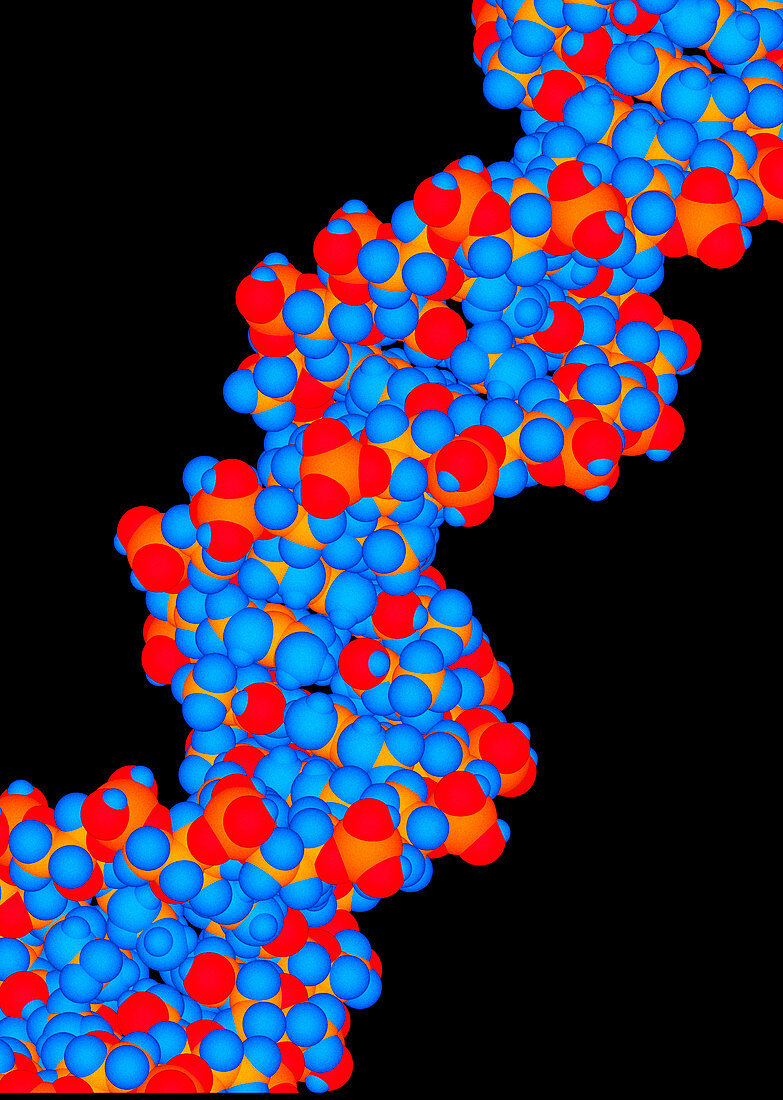 Computer artwork of a segment of beta DNA