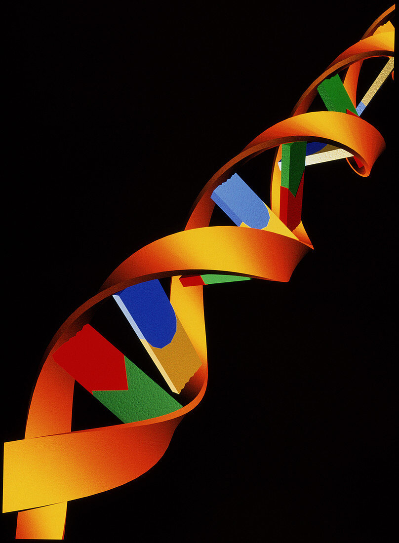 Computer artwork of part of a molecule of beta DNA