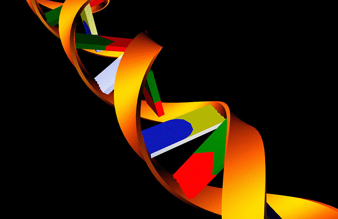 Computer artwork of a DNA molecule