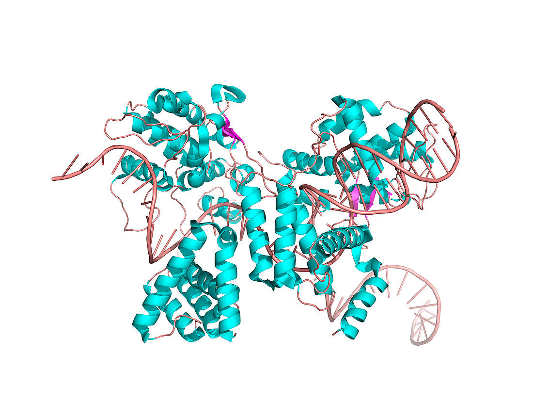 Enzyme catalysing DNA recombination