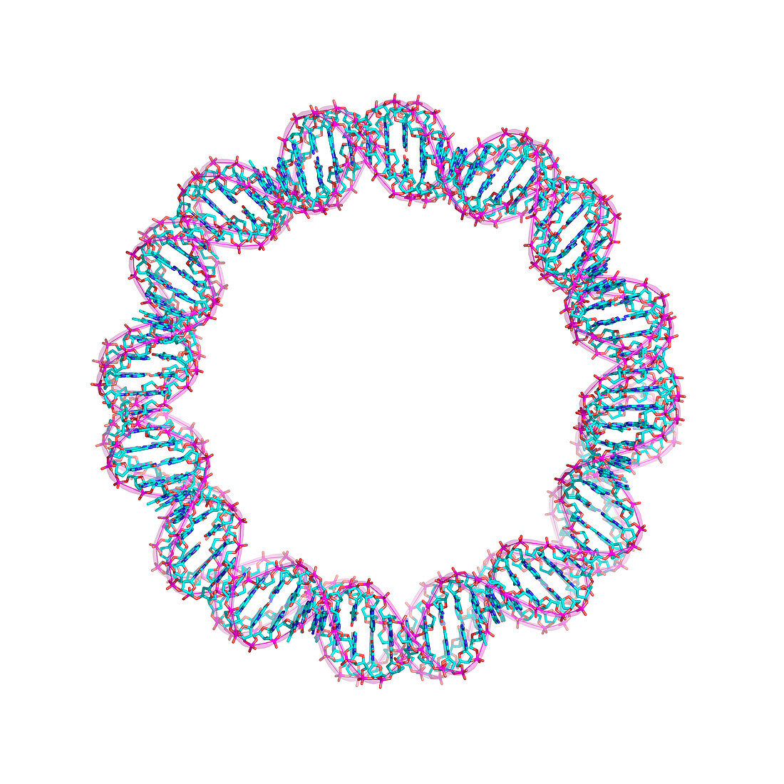DNA loop,molecular model