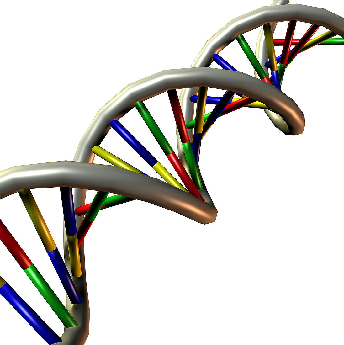 DNA molecule