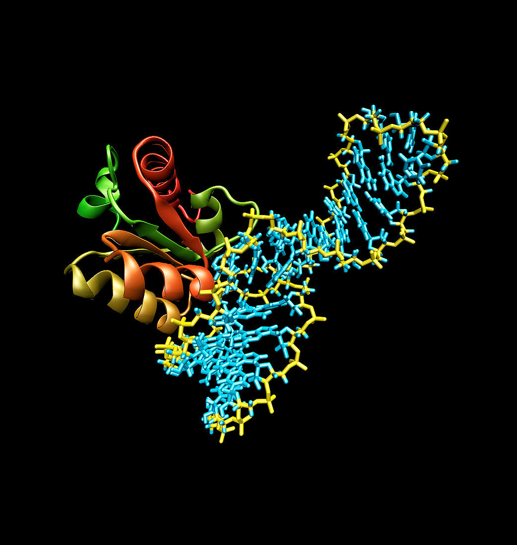 Ribosome and mRNA