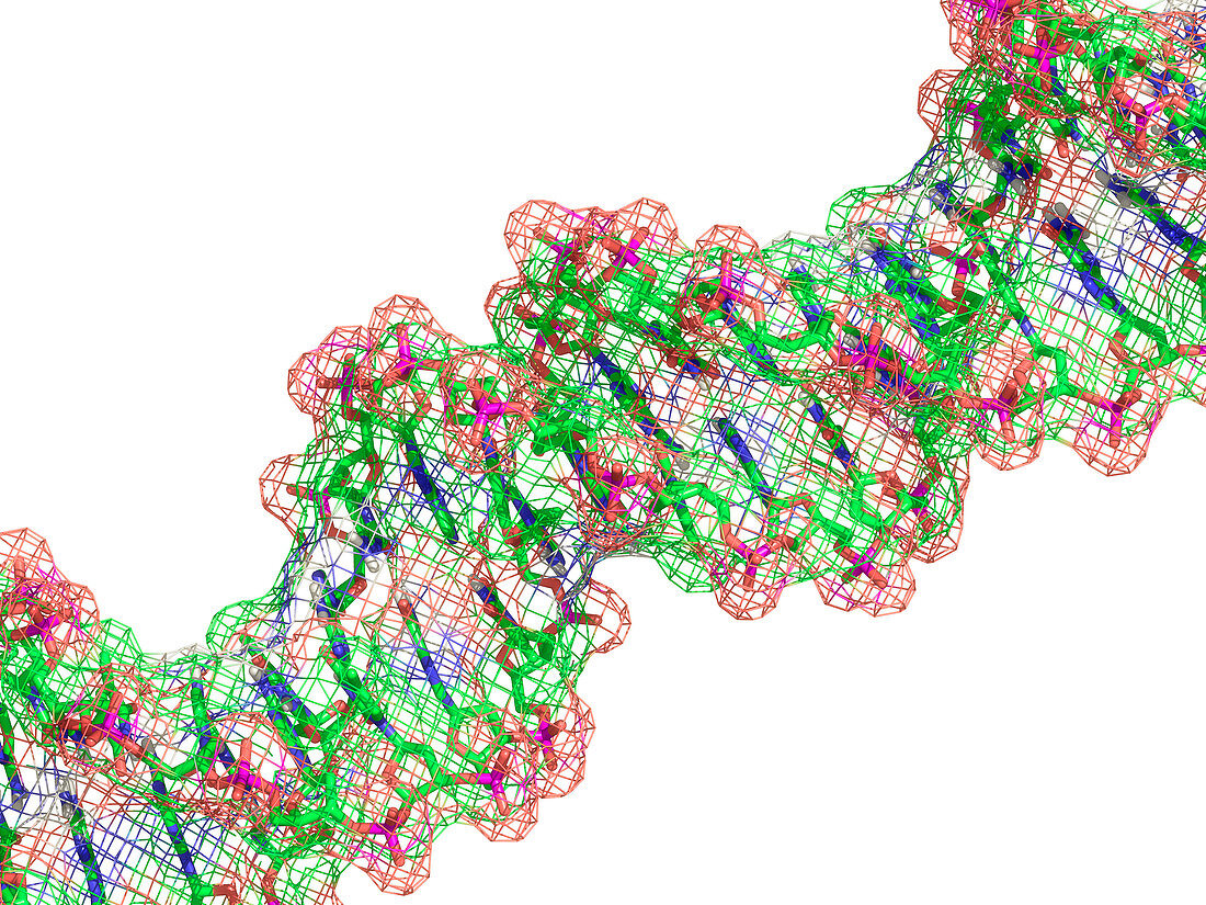 DNA molecule