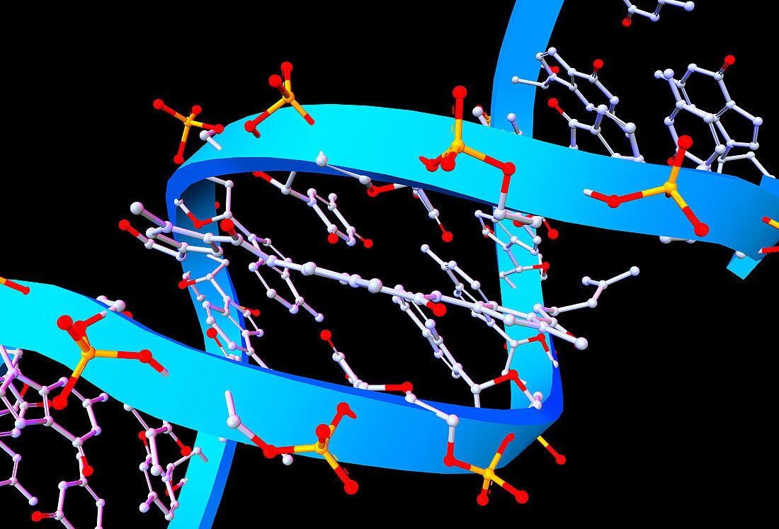 DNA molecule