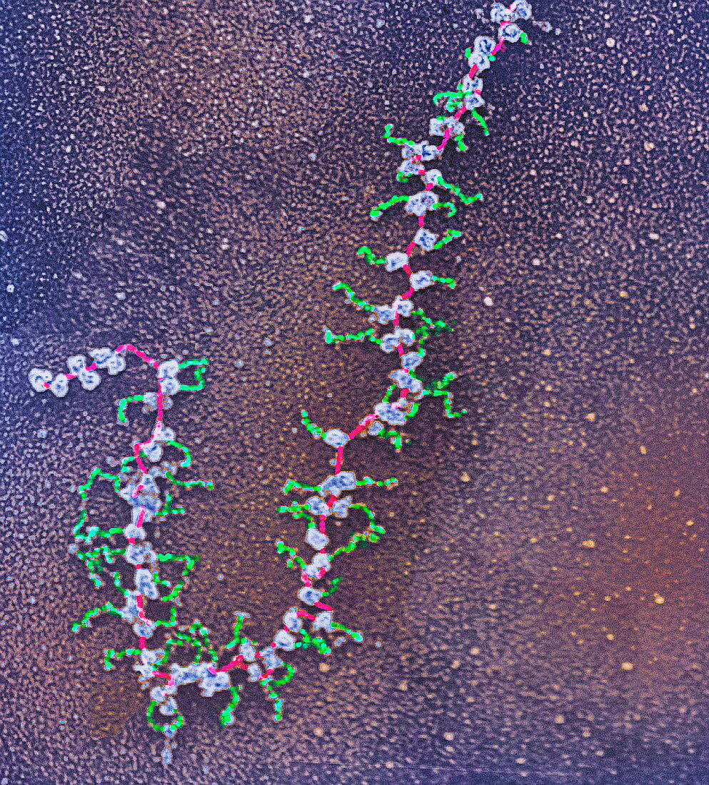 mRNA translation unit distal fragment
