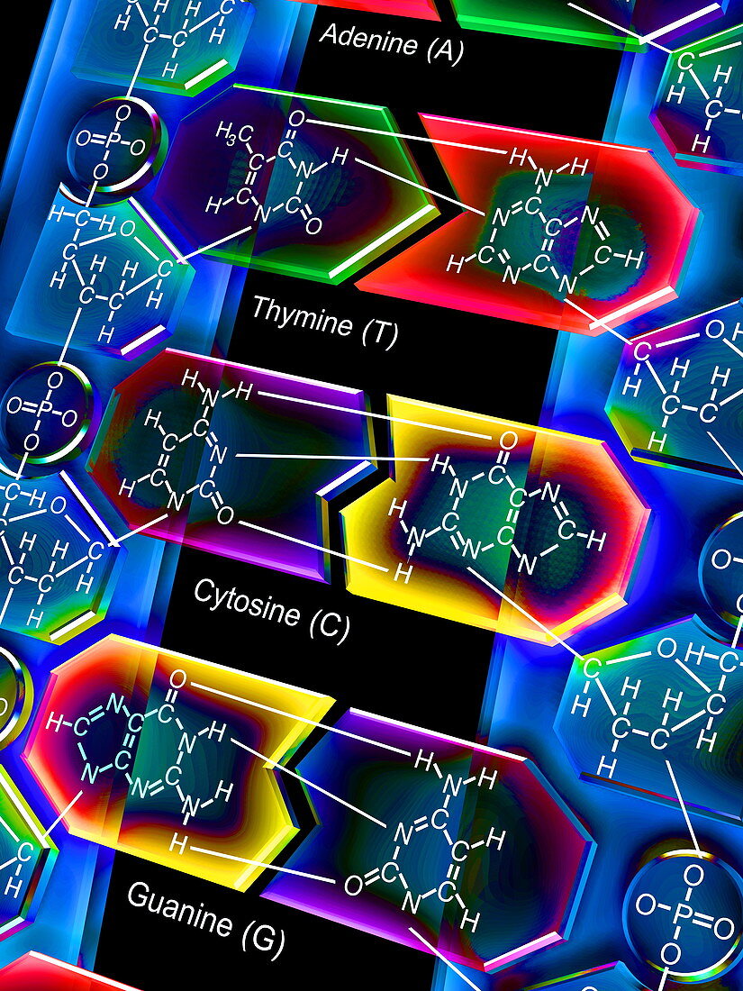 DNA molecule