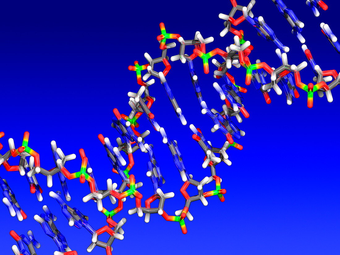 DNA molecule