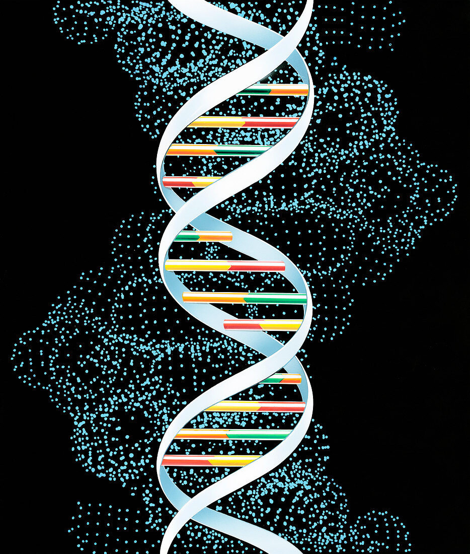 DNA molecule