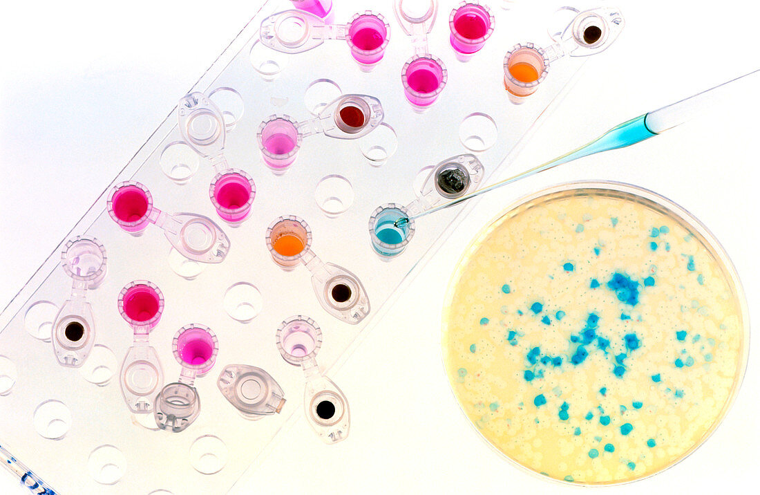 Pipetting a solution into a petri dish