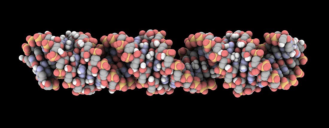 Double-stranded RNA molecule