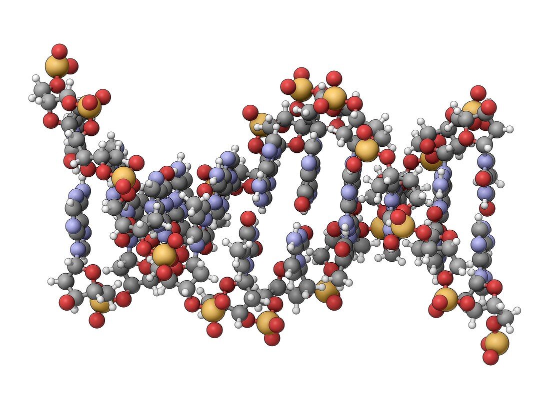 DNA molecule,artwork